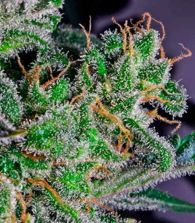 Семена сорта Far Out fem