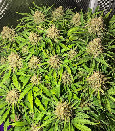 Семена сорта Fast Eddy Automatic CBD fem (Royal Queen Seeds)