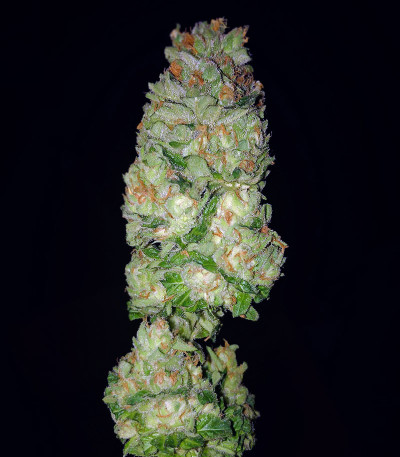 Семена сорта Flashberry reg (Mandala Seeds)