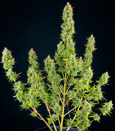 Семена сорта Gelato 2 Auto fem (Семяныч)