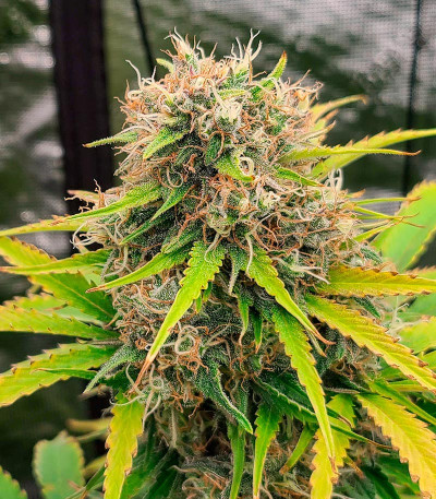 Семена сорта Grandmommy Purple Auto fem (Herbies Seeds)