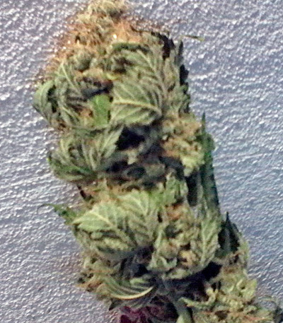 Семена сорта Hindu Kush (Kaya Gold) fem (Nirvana Seeds)