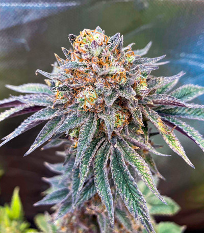 Семена сорта Papaya Sherbet fem (FastBuds)