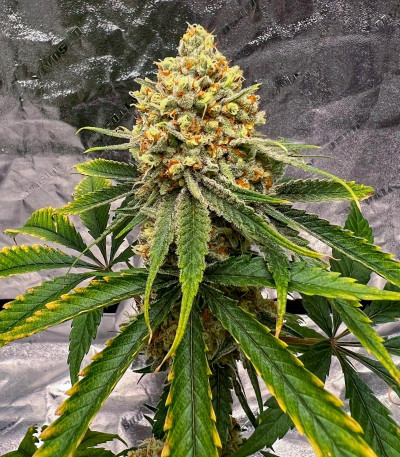 Семена сорта Slightly Stoopid Fruits fem (Humboldt Seed Company)