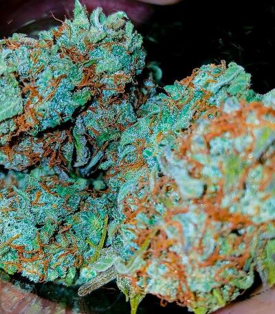 Семена сорта Ultimate Amnesia Haze Auto fem (Семяныч)