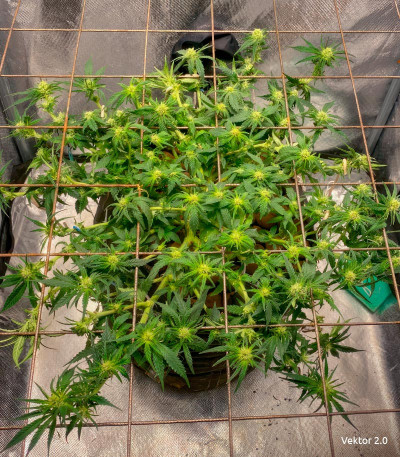 Семена сорта Grandmommy Purple fem (Herbies Seeds)