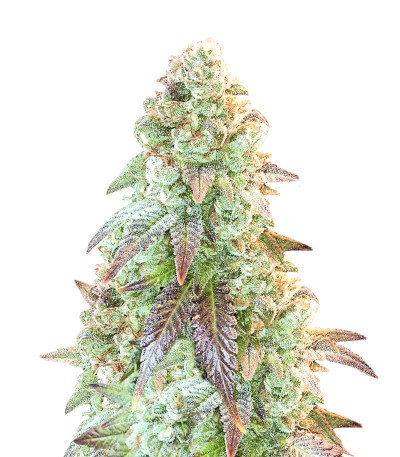 Семена сорта Auto Blueberry Banana fem (Anesia Seeds)