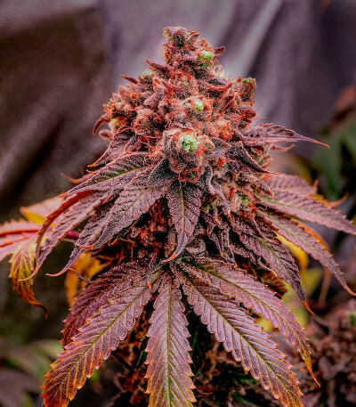 Семена сорта 50 Dragons fem (UKHTA)