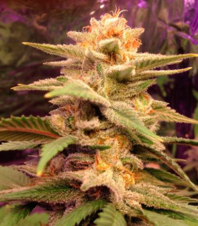 Семена сорта Caramelo fem (Delicious Seeds)