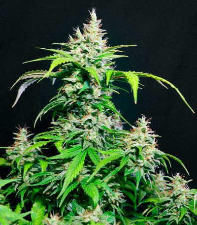 Семена сорта DC Cure 1:1 Auto CBD fem (Doctor’s Choice)