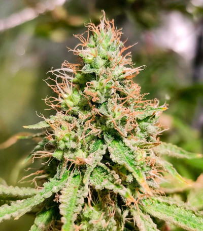 Семена сорта Frosted Guava fem (Original Sensible Seeds)