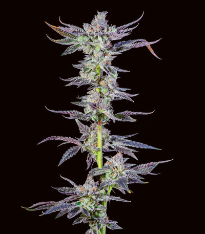 Семена сорта High Society fem (Compound Genetics)