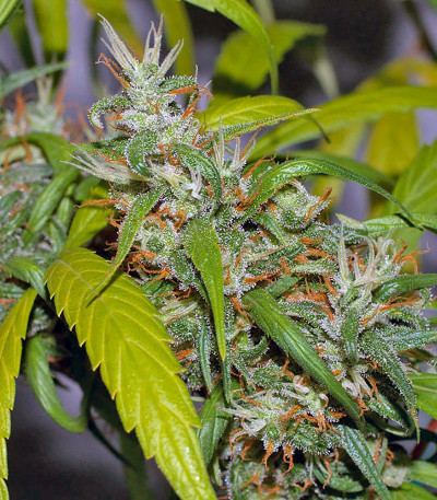 Семена сорта Neville's Haze fem (Green House Seeds)
