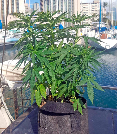 Семена сорта Strawberry Amnesia fem (Dinafem Seeds)