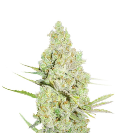 Семена сорта 1024 fem (Medical Seeds)