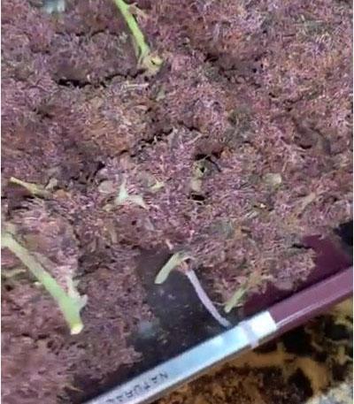 Семена сорта LSD-25 Auto fem