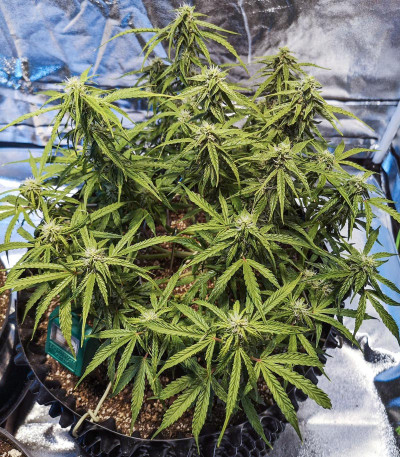 Семена сорта Auto Mazar fem (Dutch Passion)