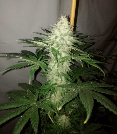 Семена сорта Big Tooth fem (Strain Hunters)
