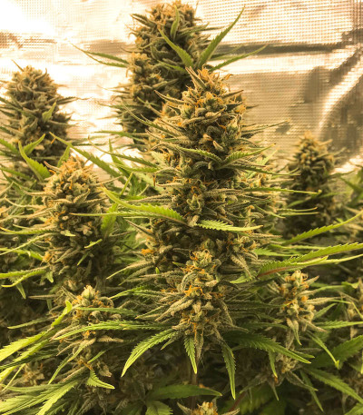 Семена сорта West Coast O.G. Auto fem (FastBuds)