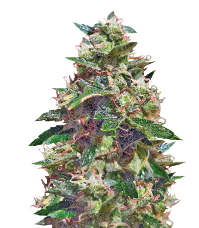 Семена сорта Amnesia Haze Auto Fem (Vision Seeds)