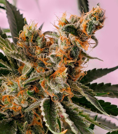 Семена сорта Bruce Banner Auto (Sweet Seeds)