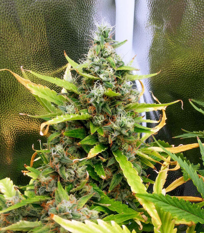 Семена сорта Super Lemon Haze Auto (Семяныч)