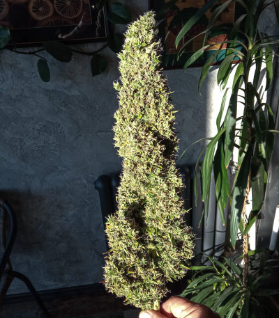 Семена сорта Auto Ultimate fem (Dutch Passion)