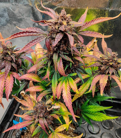 Семена сорта Blackberry Moonrocks Auto fem (AlphaFem Seeds)