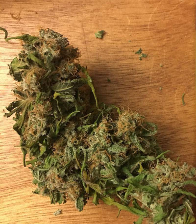 Семена сорта Blue Power fem (Vision Seeds)