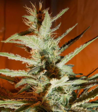 Семена сорта BubbleGummer fem (Female Seeds)