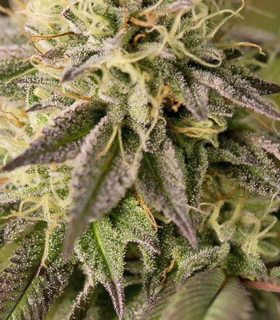 Семена сорта Remo Chemo fem (Dinafem Seeds)