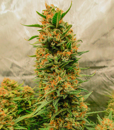 Семена сорта Sour Jealousy Auto fem (FastBuds)