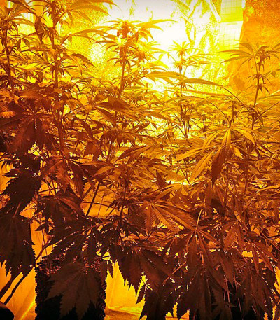 Семена сорта Strawberry Blue fem (World of Seeds)