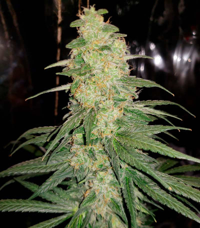 Семена сорта Ultra Power Plant fem (Victory Seeds)