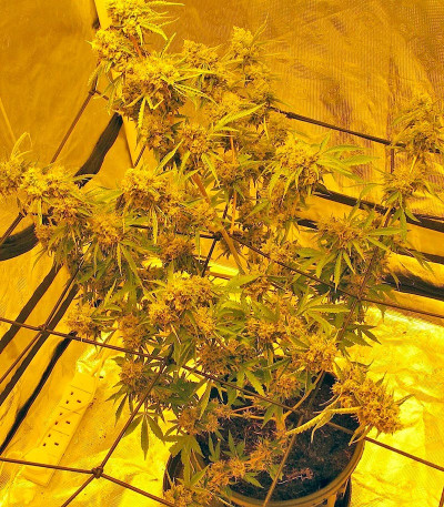 Семена сорта Big Bang Auto fem (Green House Seeds)