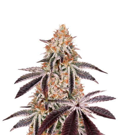 Семена сорта Dark Phoenix fem (Green House Seeds)