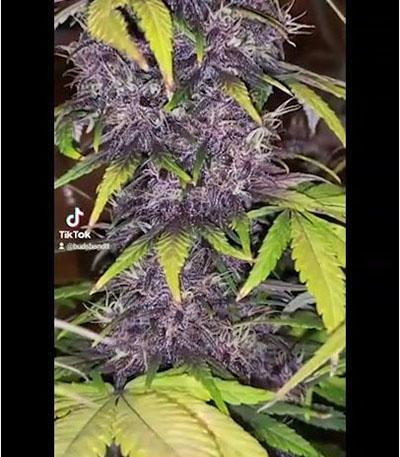 Семена сорта Crystal METH Auto fem (FastBuds)