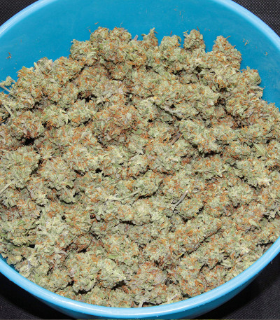 Семена сорта Original Auto Cheese fem (FastBuds)