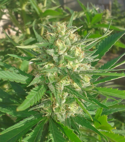 Семена сорта SexBud fem (Female Seeds)