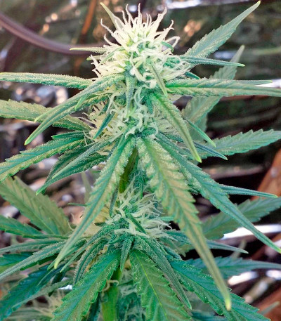 Семена сорта White Cheese Autoflowering fem (Dinafem Seeds)