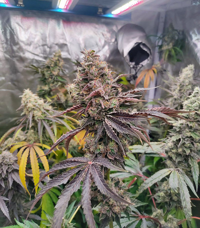 Семена сорта Pink Sunset Auto by Sherbinskis fem от Silent Seeds