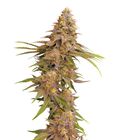 Семена сорта Lemon Mandarin fem (FastBuds)