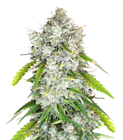 Семена сорта Papaya Cookies Auto fem (FastBuds)