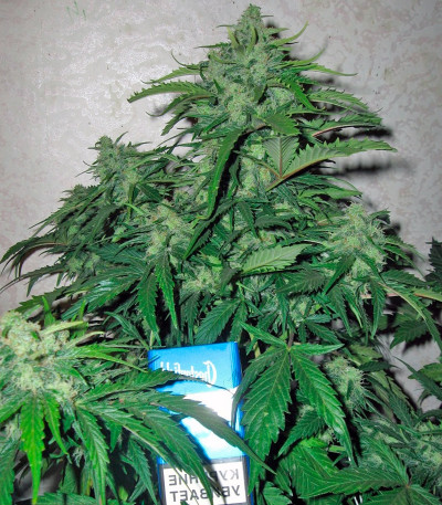 Сорт каннабиса Belaya Gvardiya