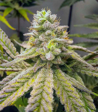 Семена сорта Gorilla fem (00 Seeds)