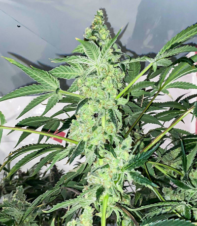 Семена сорта Lemon OG fem (AlphaFem Seeds)