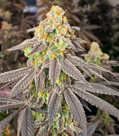 Семена сорта Miracle Alien Cookies fem (7CH American)