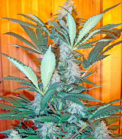 Семена сорта Pure Power Plant fem (Nirvana Seeds)