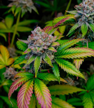 Семена сорта Zkittlez x Grapefruit (7CH Seeds & Cali Buds Seeds)