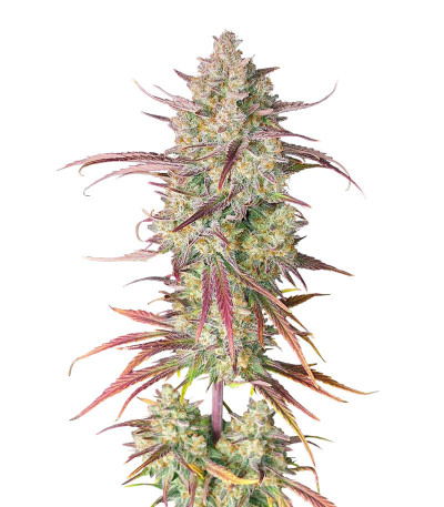 Семена сорта Frostbanger Auto F3 fem (FastBuds)